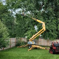 How Our Tree Care Process Works  in  Jefferson, OR